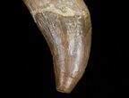Basilosaur (Primitive Whale) Tooth #11429-4